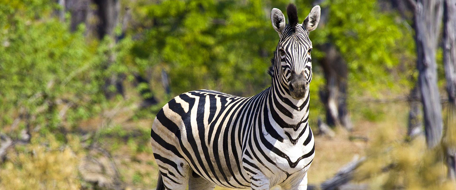 Botswana | African Spiral